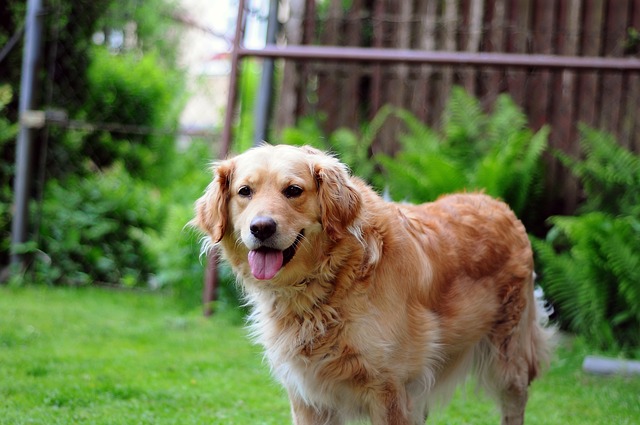 Animal approving of donation