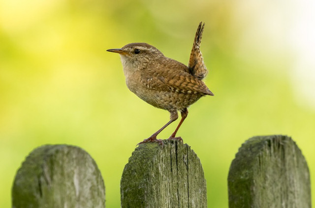 Animal approving of donation